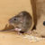 Keep Annoying Rodents Away With These Helpful Tips!