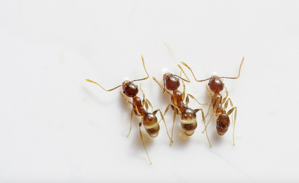 Pest Control Cape Coral | Ant Infestation | Termite Treatment